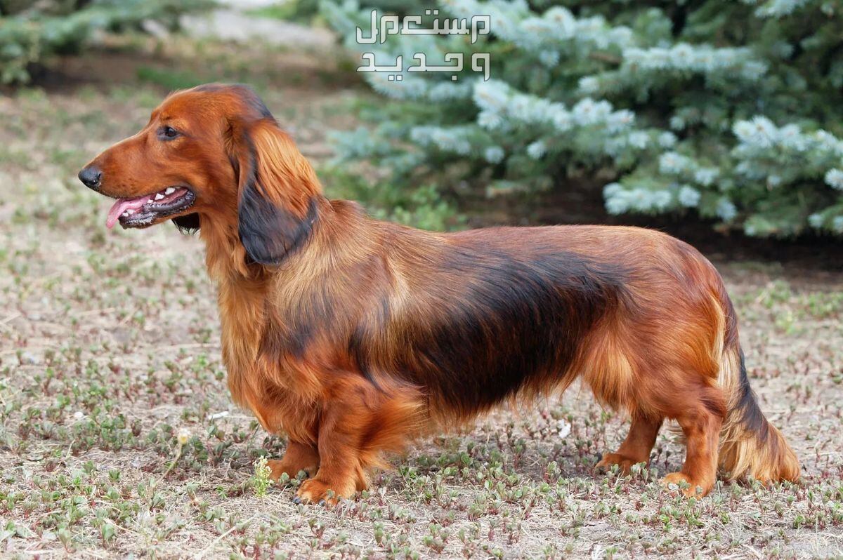 مقارنة بين كلاب بومرينيان وكلاب داشهند في الجزائر كلب داشهند
