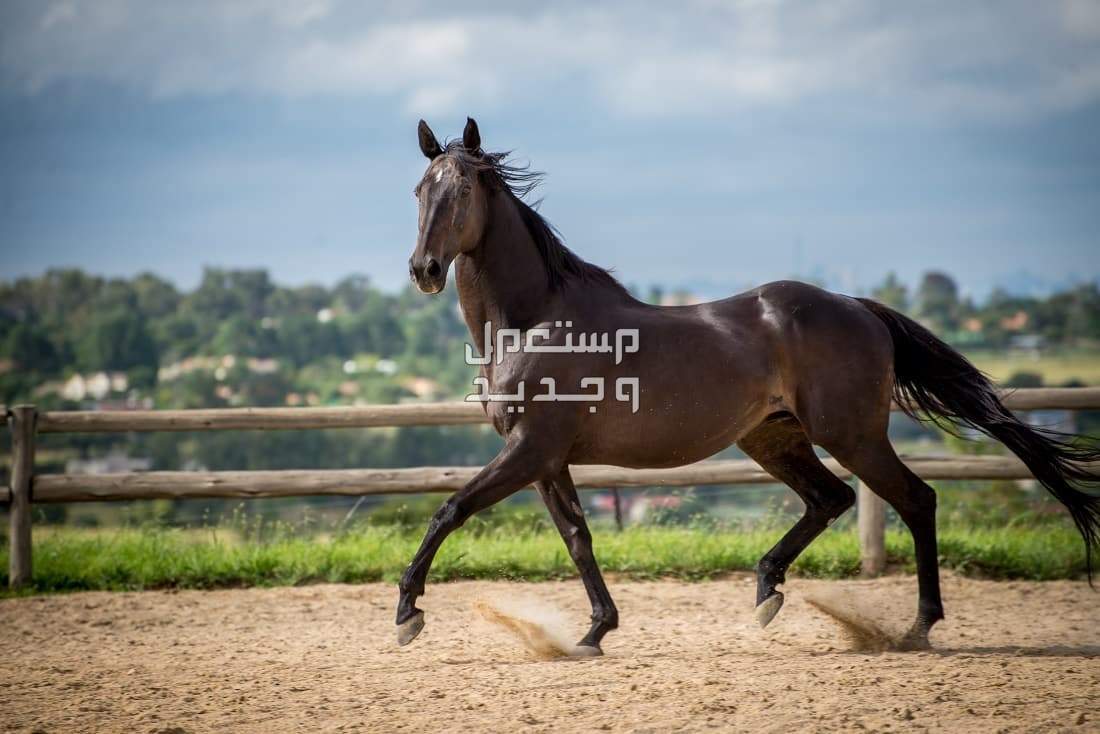 تعرف على أفضل الخيول في العالم في الأردن خيل أسود قوي