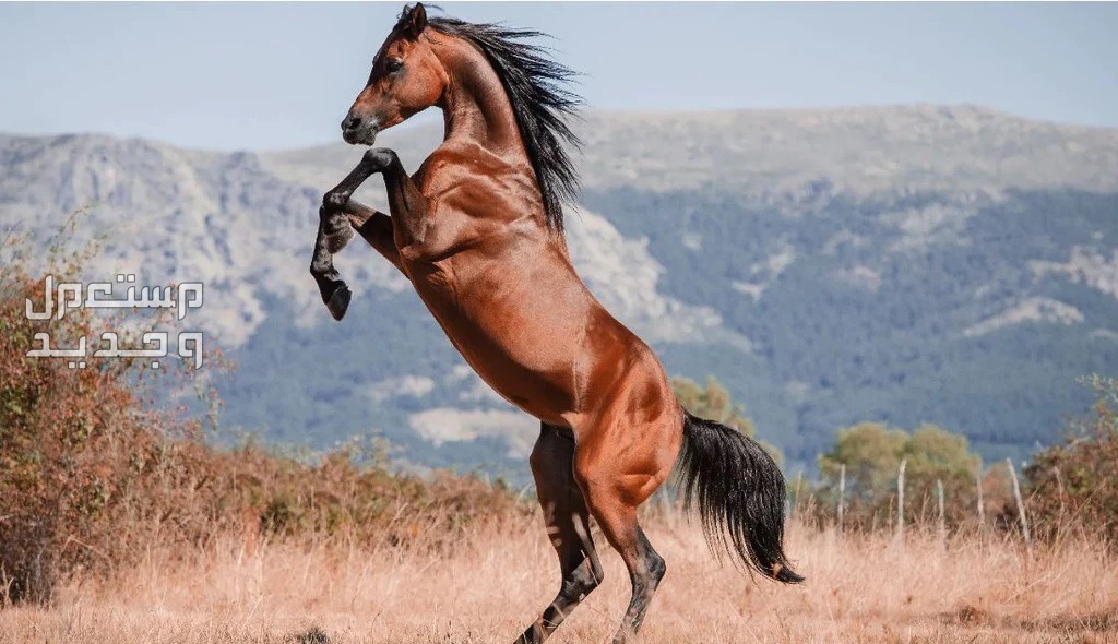 تعرف على أفضل الخيول في العالم في الإمارات العربية المتحدة أفضل خيول في العالم