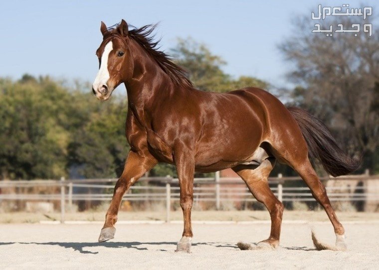 تعرف على أفضل الخيول في العالم في الإمارات العربية المتحدة خيل كوارتر الأمريكي