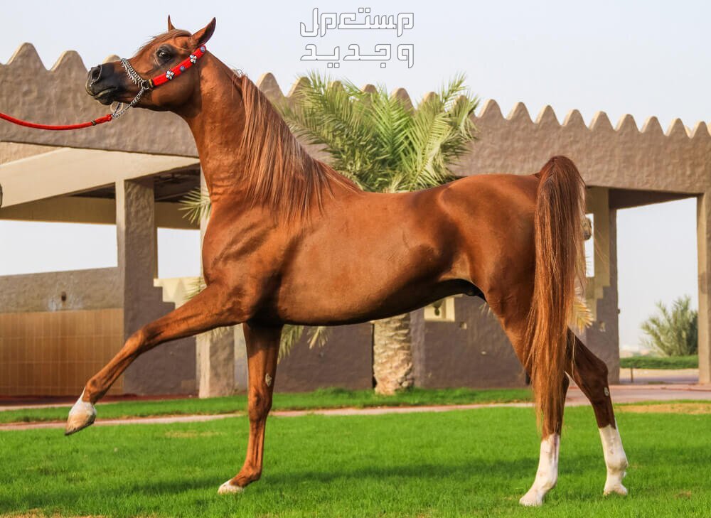 تعرف على أفضل الخيول في العالم في الجزائر الخيل العربي الأصيل