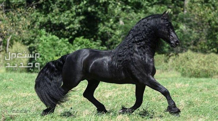 تعرف على أفضل الخيول في العالم في تونس خيل الفريزيان