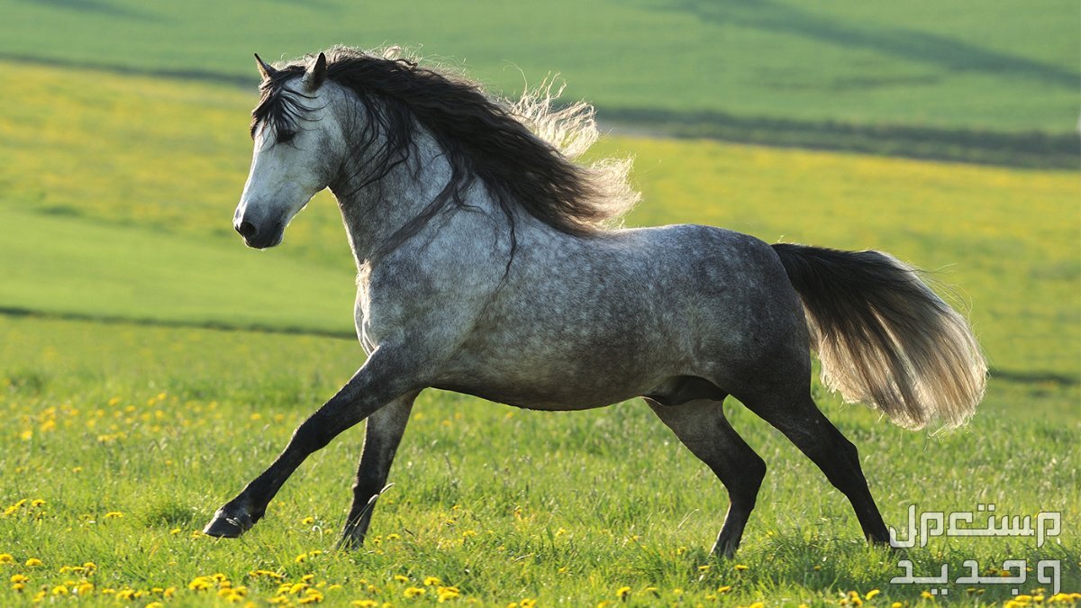 تعرف على أفضل الخيول في العالم خيل أندلسي