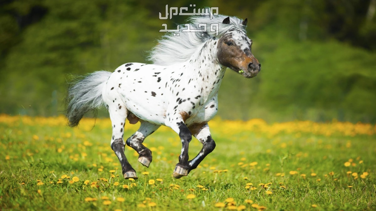 تعرف على أفضل الخيول في العالم في الإمارات العربية المتحدة خيل أبالوزا