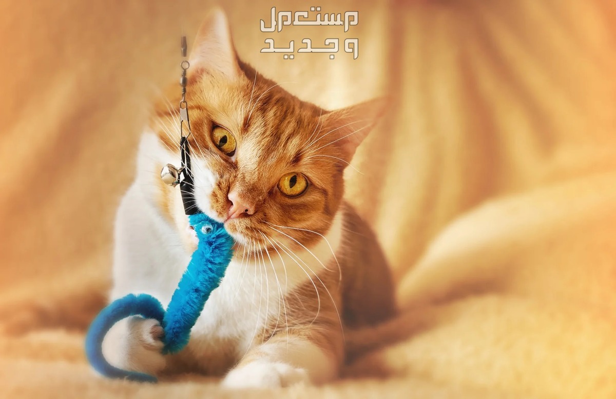 تعرف على أفضل لعب القطط في الأردن لعب القطط