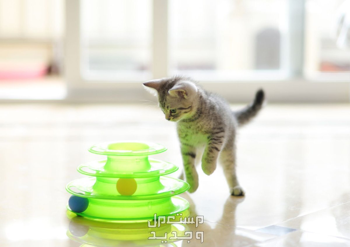تعرف على أفضل لعب القطط في الإمارات العربية المتحدة لعب القطط
