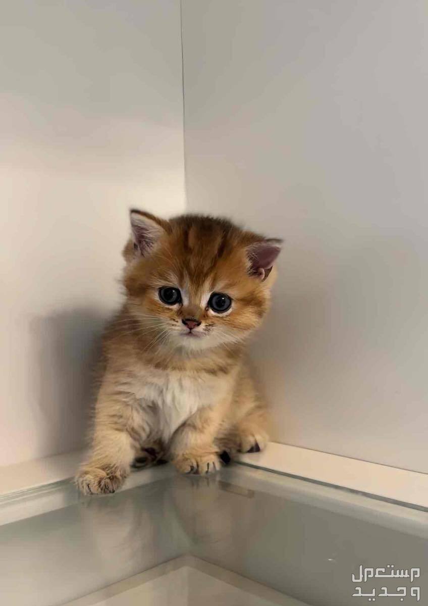 قطط سكوتش كتنز للبيع scottish kitten cats for sale