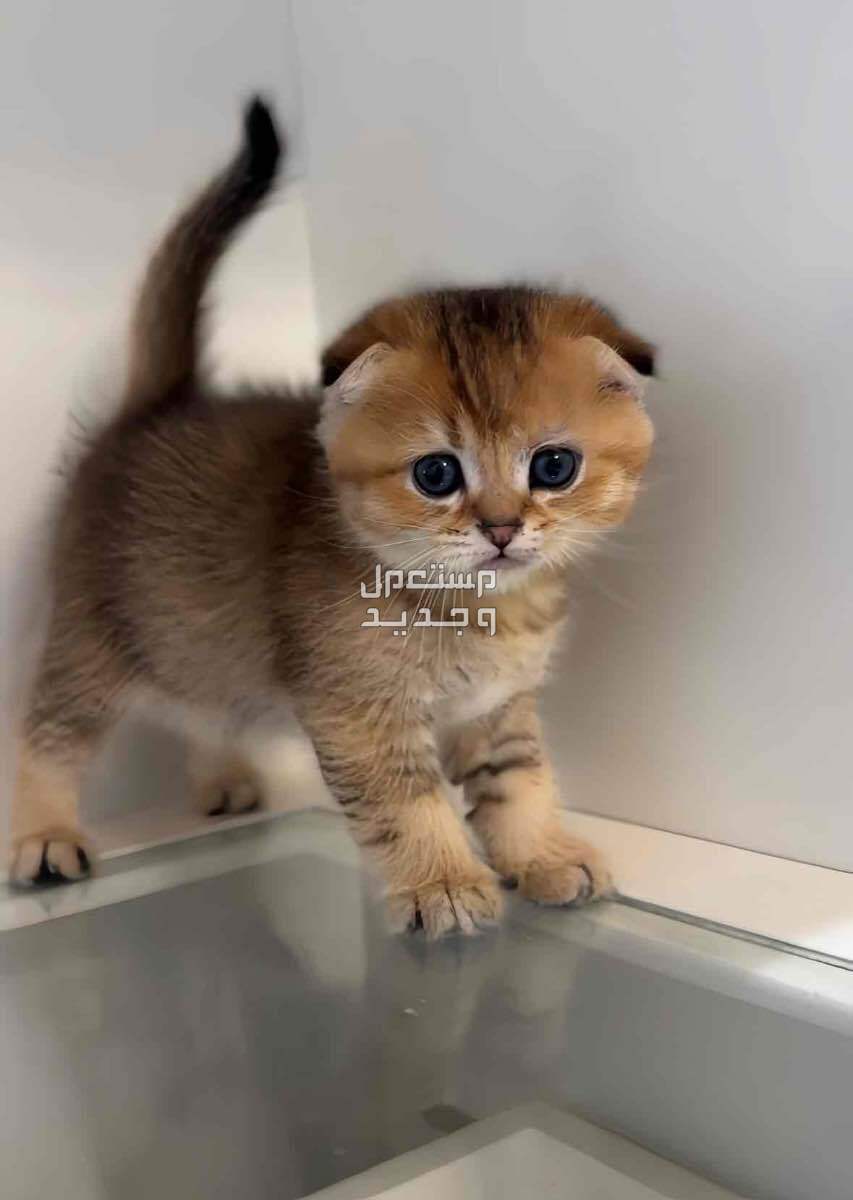 قطط سكوتش كتنز للبيع scottish kitten cats for sale