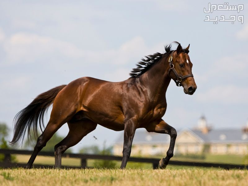 تعرف على أفضل أنواع خيول السباق في الإمارات العربية المتحدة خيول السباق