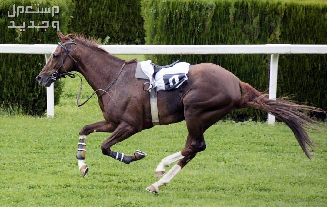 تعرف على أفضل أنواع خيول السباق في الإمارات العربية المتحدة أفضل أنواع خيول السباق