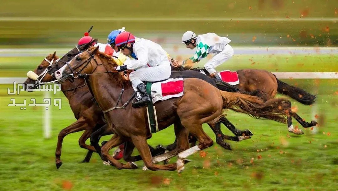 تعرف على أفضل أنواع خيول السباق في الإمارات العربية المتحدة خيول سباقات