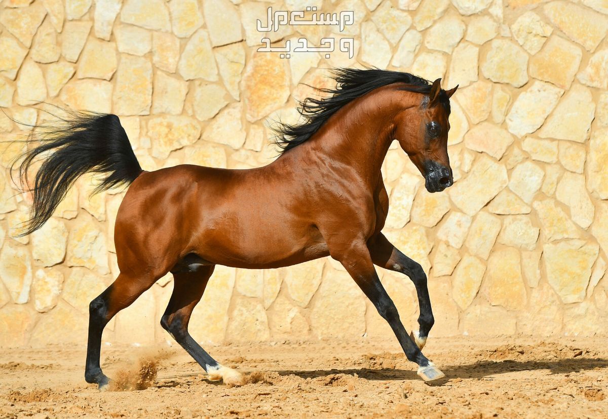 تعرف على أفضل أنواع خيول السباق حصان عربي أصيل