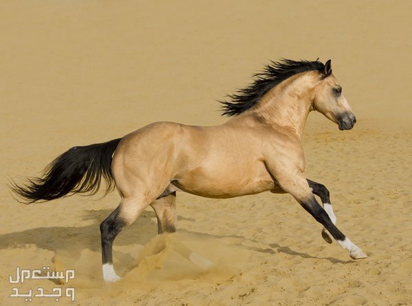 تعرف على أفضل أنواع خيول السباق في الإمارات العربية المتحدة حصان كوارتر الأمريكي