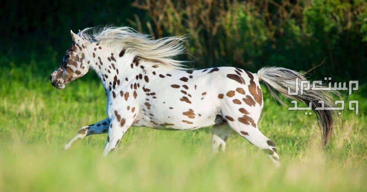 تعرف على أفضل أنواع خيول السباق حصان أبالوزا