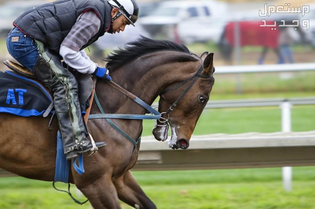 تعرف على أفضل أنواع خيول السباق في الإمارات العربية المتحدة قوة الخيول