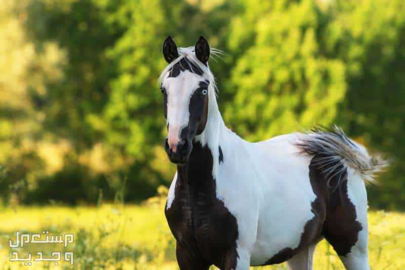 تعرف على أفضل 10 خيول في العالم في البحرين خيول فريدة