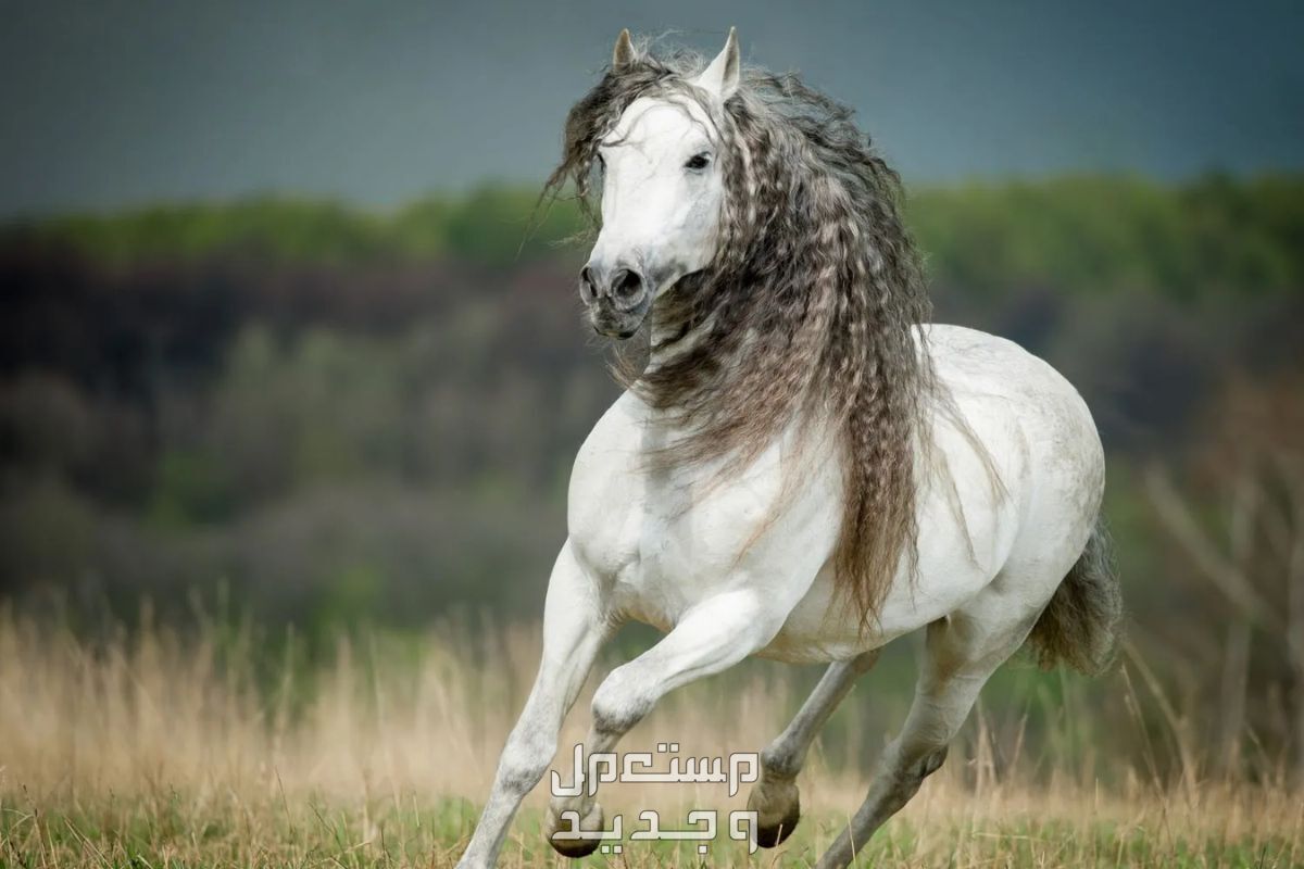 تعرف على أفضل 10 خيول في العالم أفضل الخيول في العالم