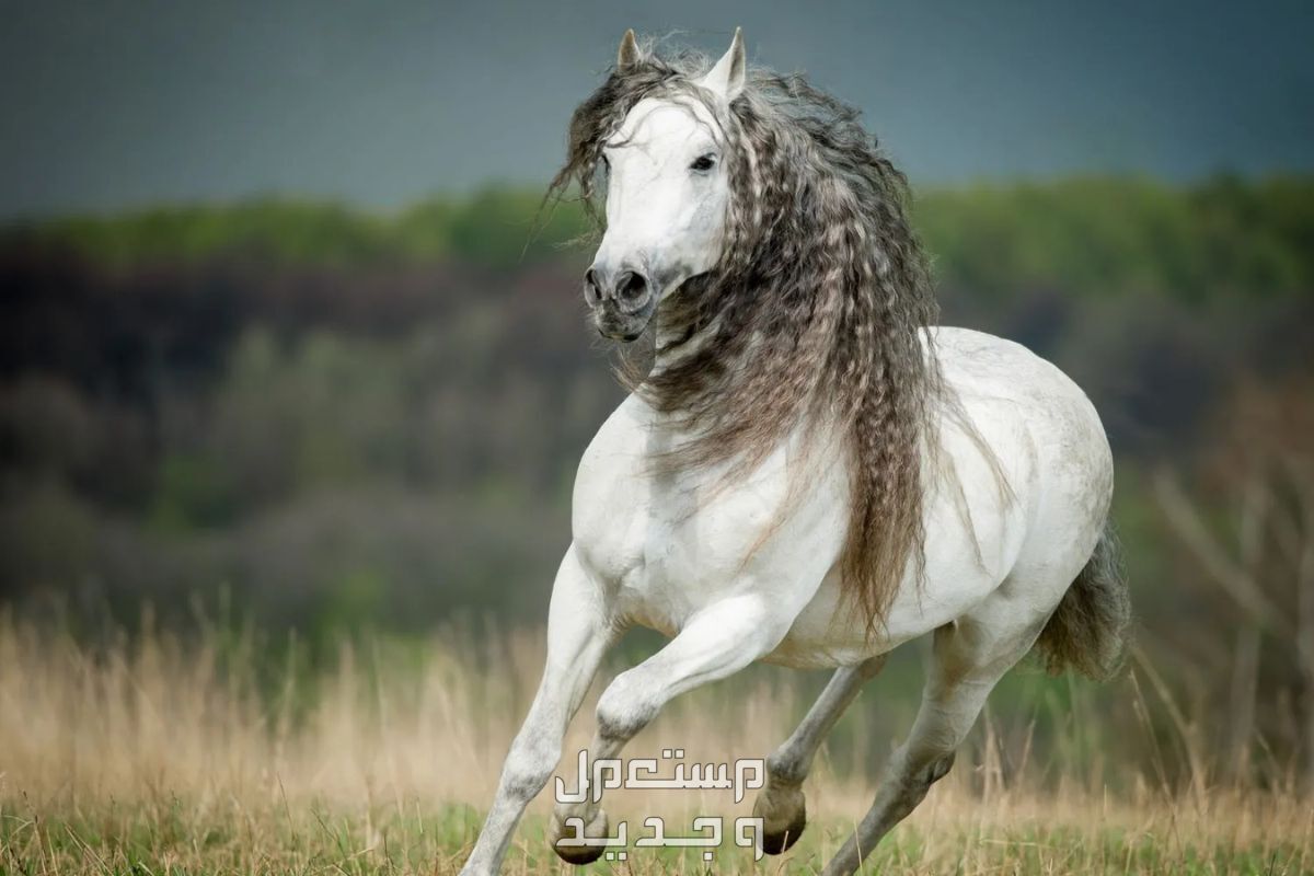تعرف على أفضل 10 خيول في العالم في السعودية أفضل الخيول في العالم