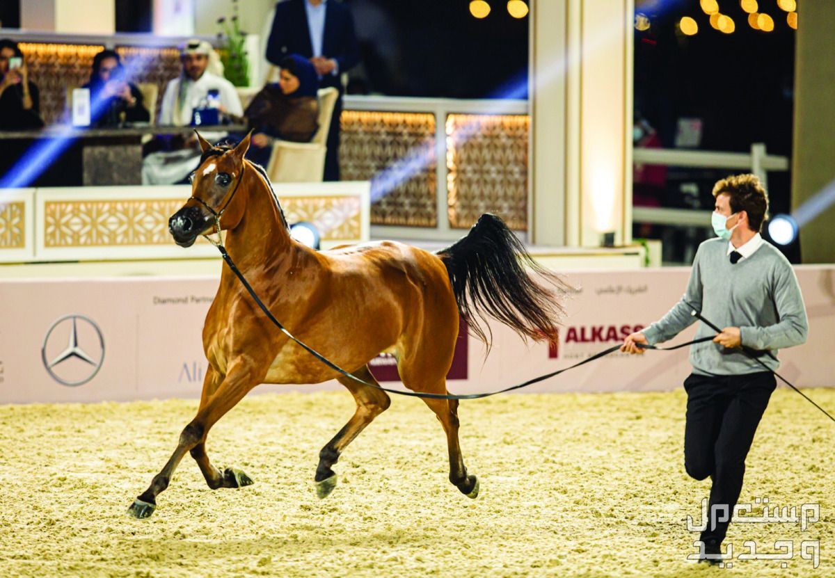 تعرف على أفضل 10 خيول في العالم في البحرين أفضل الخيول