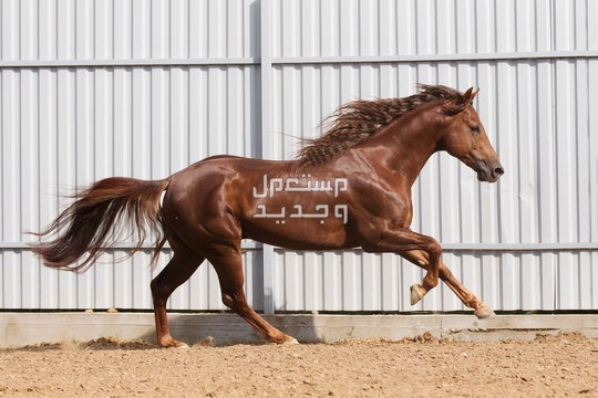 تعرف على أفضل 10 خيول في العالم خيول كوارتر الأمريكية