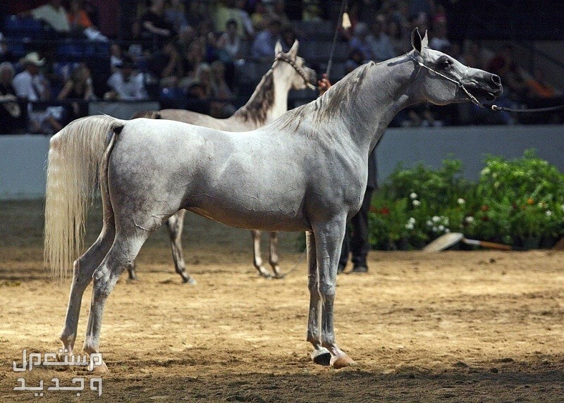 تعرف على أفضل 10 خيول في العالم في الأردن الخيول العربية الأصيلة