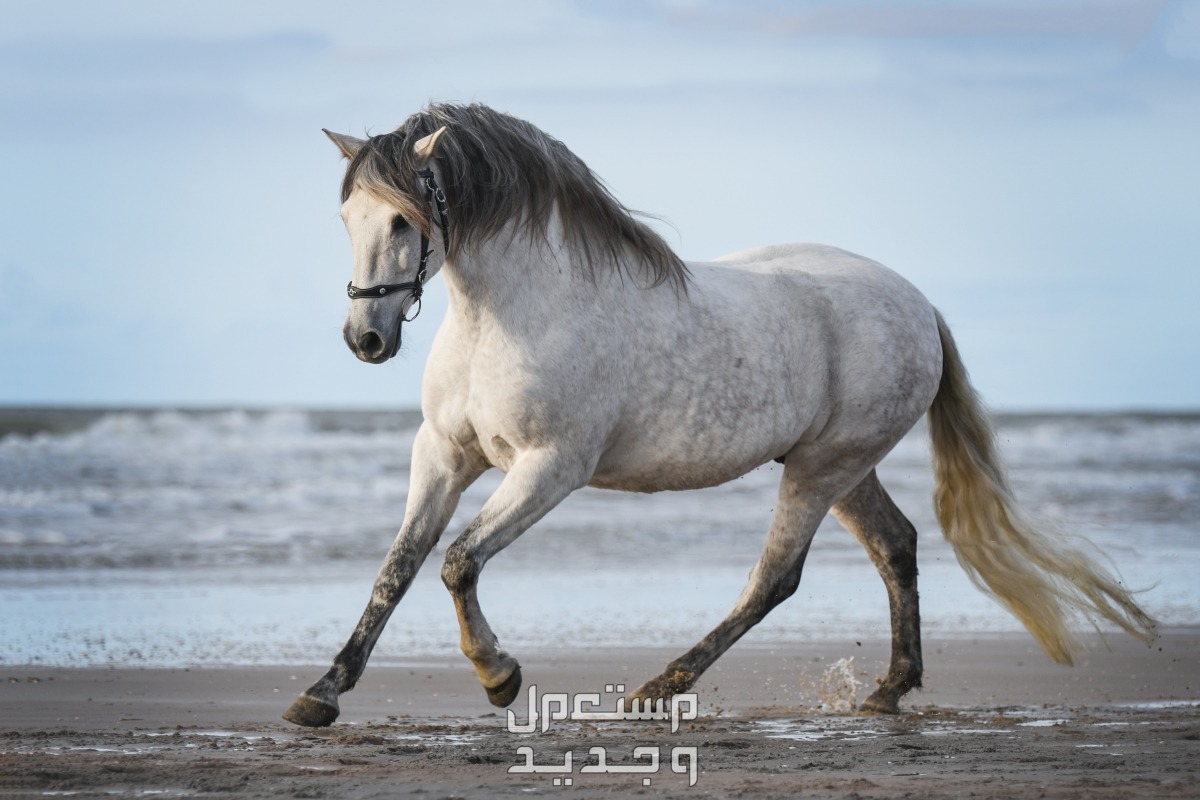 تعرف على أفضل 10 خيول في العالم الخيول الأندلسية