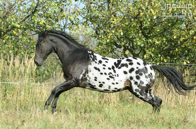 تعرف على أفضل 10 خيول في العالم في البحرين خيول أبالوزا