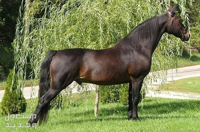 تعرف على أفضل 10 خيول في العالم في السعودية خيول مورجان