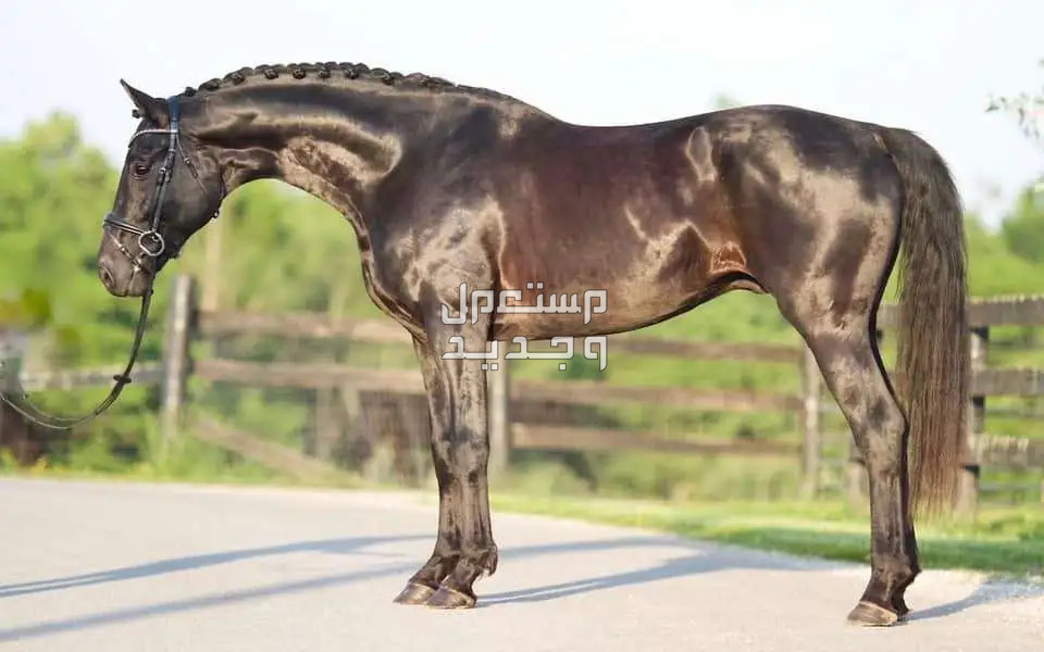 تعرف على أفضل 10 خيول في العالم في الأردن خيول هانوفر