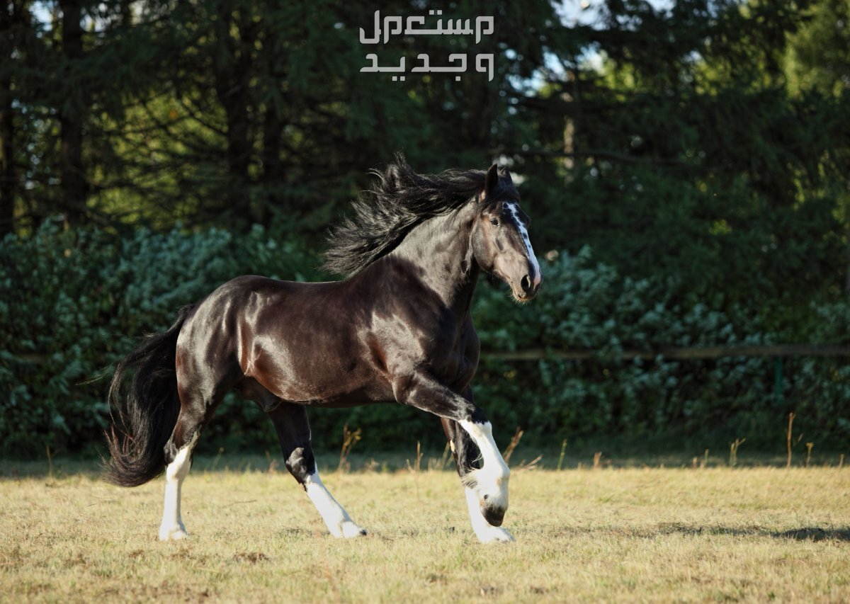 تعرف على أفضل 10 خيول في العالم خيول شاير
