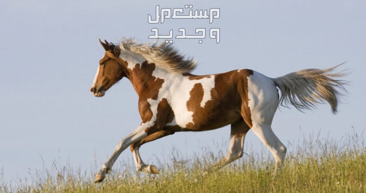 تعرف على أفضل 10 خيول في العالم في جيبوتي خيول بانت الأمريكية