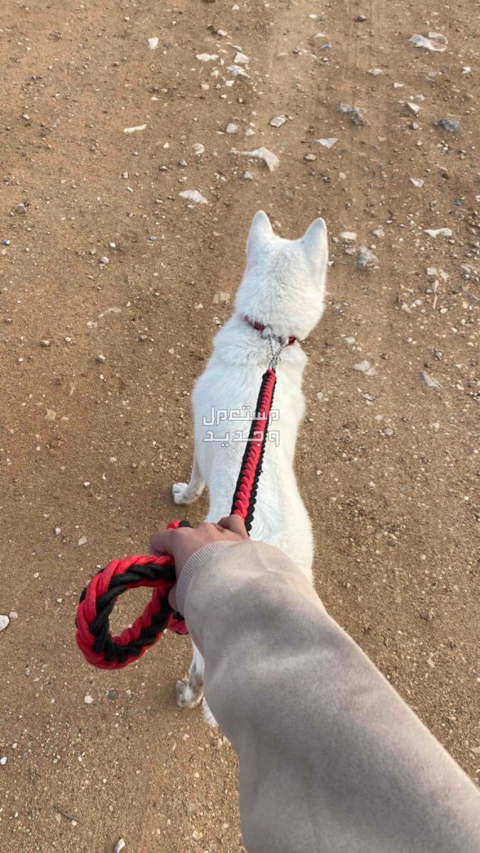 كلب هاسكي للبيع في الرياض