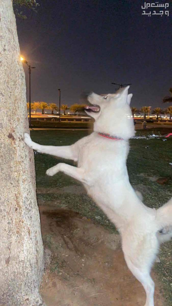 كلب هاسكي للبيع في الرياض
