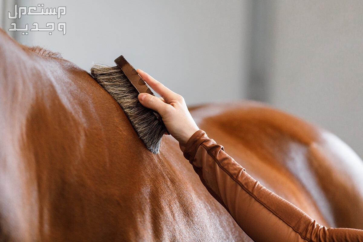 تعرف على ادوات خيول ضرورية لأصحاب الخيول في قطر ادوات خيول