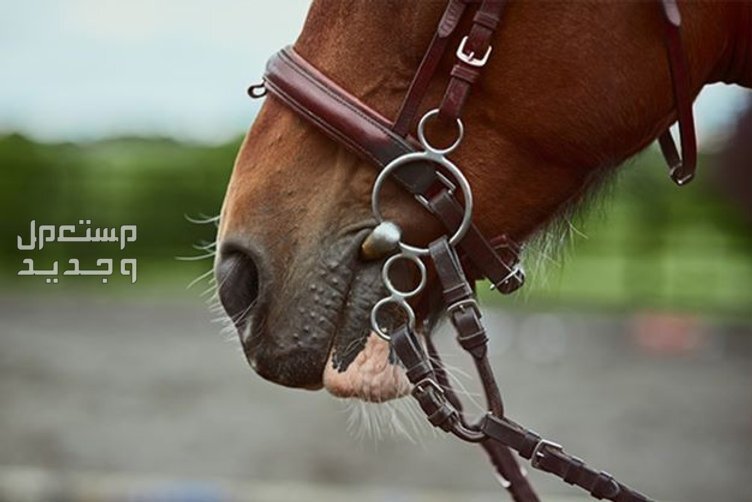 تعرف على ادوات خيول ضرورية لأصحاب الخيول في قطر رسن الخيول
