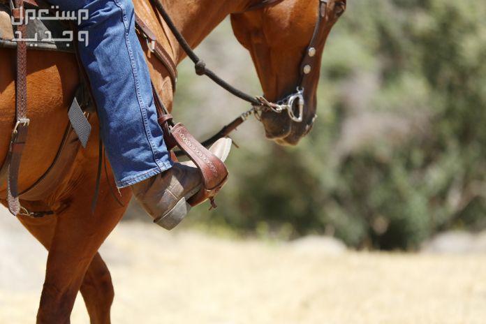 تعرف على ادوات خيول ضرورية لأصحاب الخيول أدوات ركوب الخيول