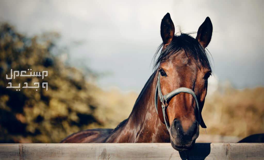 تعرف على ادوات خيول ضرورية لأصحاب الخيول في البحرين رسن الخيول
