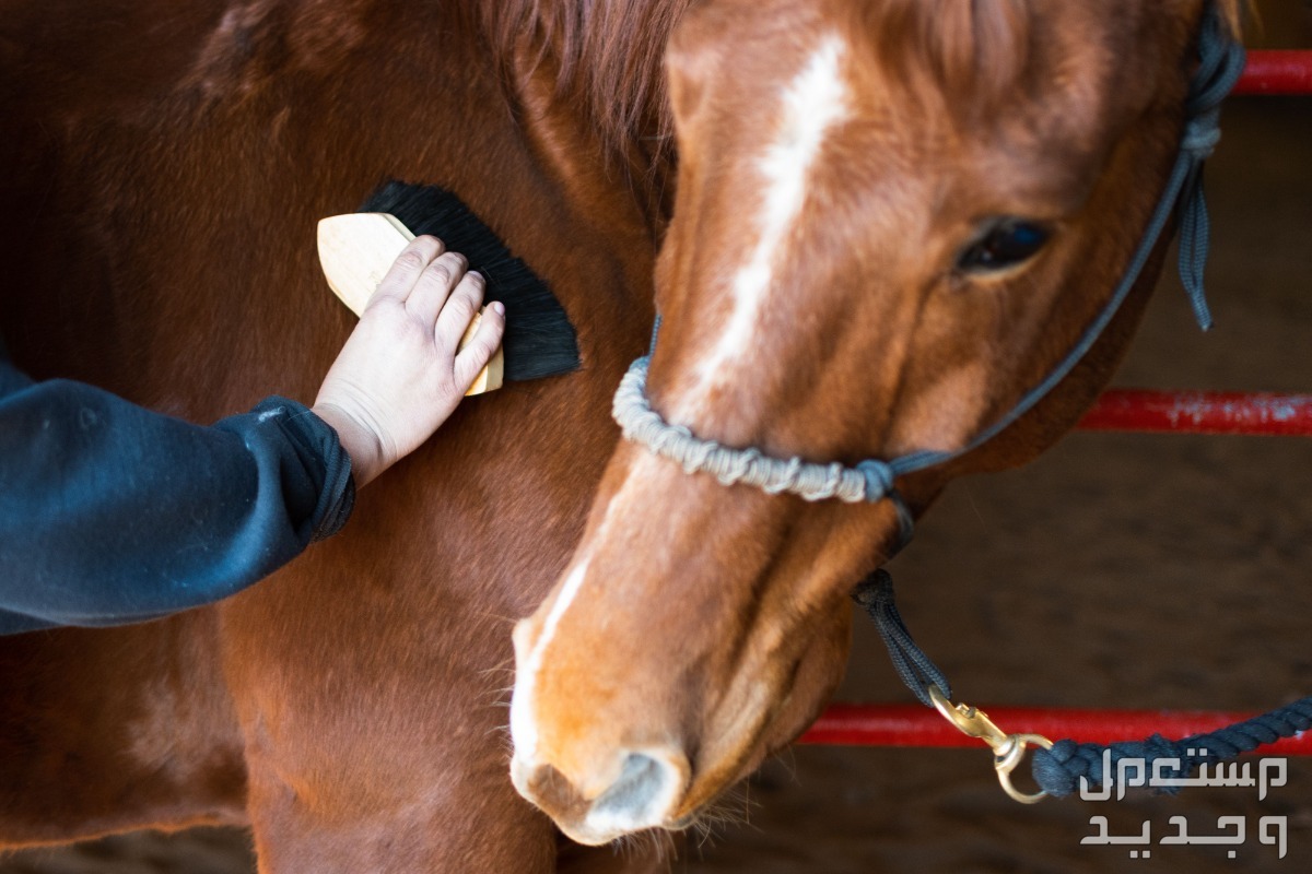 تعرف على ادوات خيول ضرورية لأصحاب الخيول فرشاة الخيول