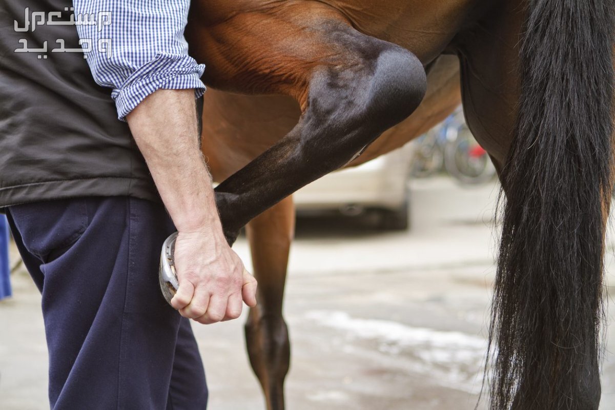 تعرف على ادوات خيول ضرورية لأصحاب الخيول في قطر العناية بحوافر الخيول