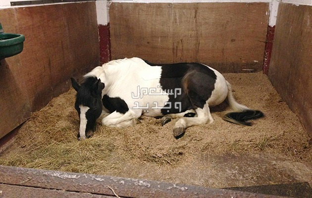 تعرف على ادوات خيول ضرورية لأصحاب الخيول في قطر حصان نائم