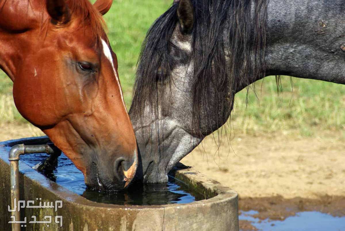 تعرف على ادوات خيول ضرورية لأصحاب الخيول خيول تشرب مياه عذبة
