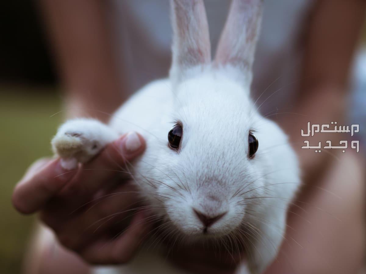 تعرف على أفضل سلالات ارانب للتربية المنزلية في عمان ارانب منزلية