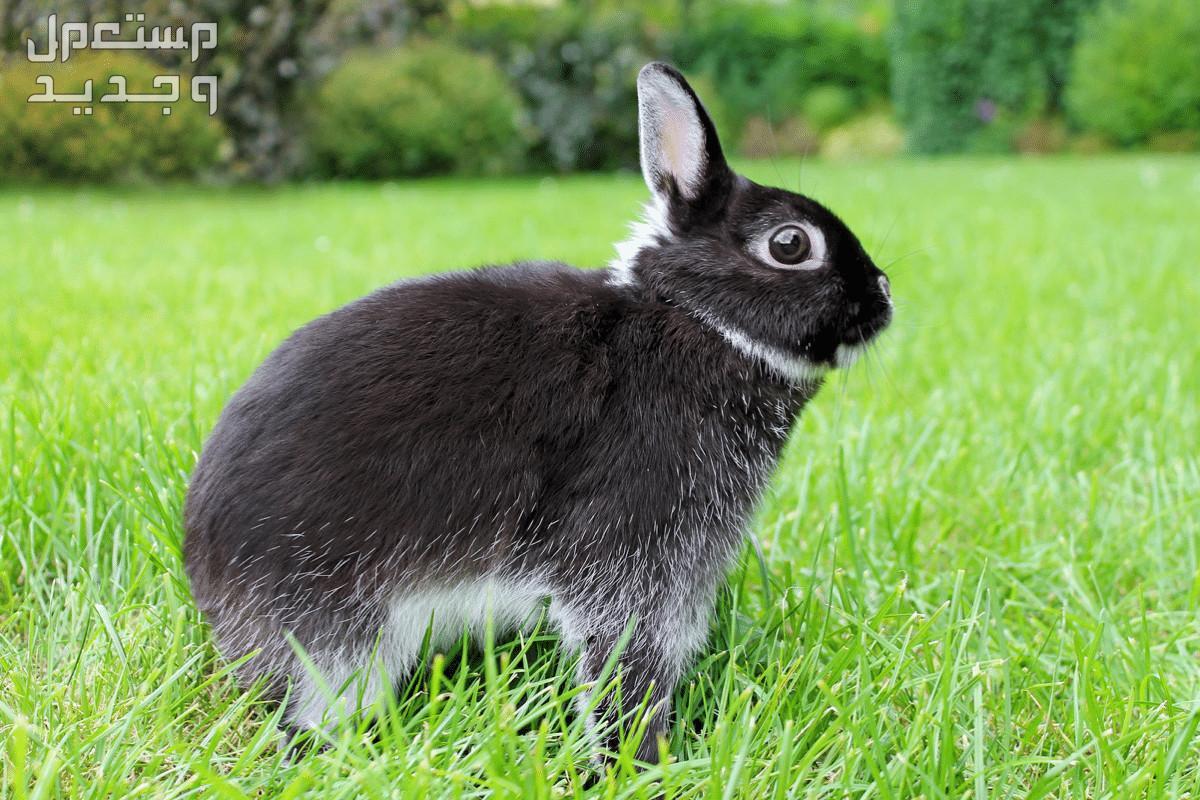 تعرف على أفضل سلالات ارانب للتربية المنزلية الأرنب القزم الهولندي