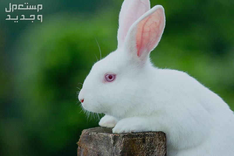 تعرف على أفضل سلالات ارانب للتربية المنزلية في جيبوتي ارانب نيوزيلندا البيضاء