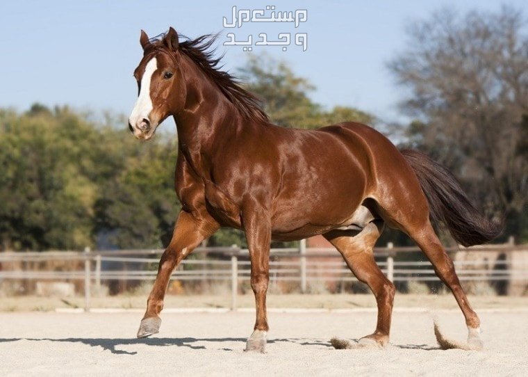 تعرف على الفرق بين خيول ثوروبريد وخيول كوارتر الأمريكية في السعودية خيول كوارتر الأمريكية