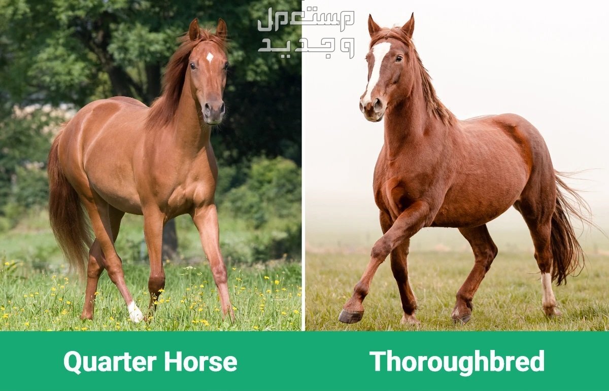 تعرف على الفرق بين خيول ثوروبريد وخيول كوارتر الأمريكية في الإمارات العربية المتحدة مقارنة بين خيول ثوروبريد وخيول كوارتر الأمريكية