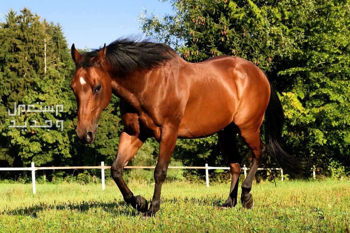 تعرف على الفرق بين خيول ثوروبريد وخيول كوارتر الأمريكية في لبنان خيول كوارتر الأمريكية