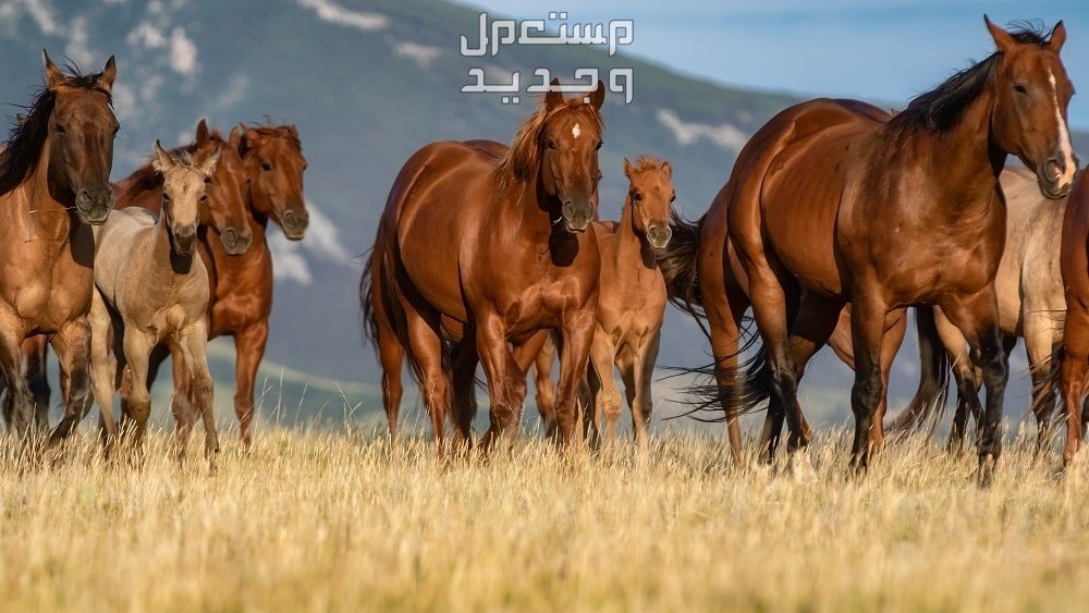 تعرف على الفرق بين خيول ثوروبريد وخيول كوارتر الأمريكية في سوريا خيول كوارتر الأمريكية