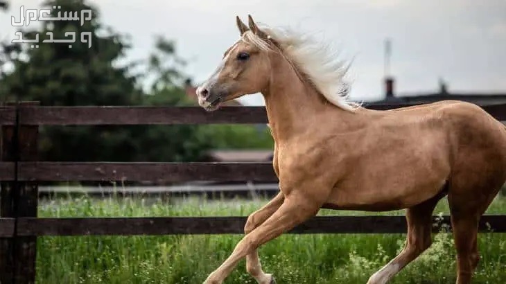 تعرف على الفرق بين خيول ثوروبريد وخيول كوارتر الأمريكية في السعودية خيول كوارتر الأمريكية