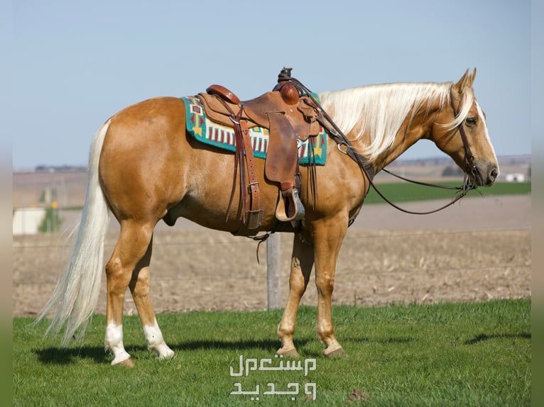 تعرف على الفرق بين خيول ثوروبريد وخيول كوارتر الأمريكية في موريتانيا خيول كوارتر الأمريكية